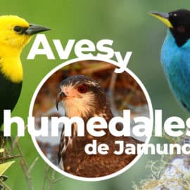 Aves y humedales de Jamundí conservación y desarrollo local sostenible