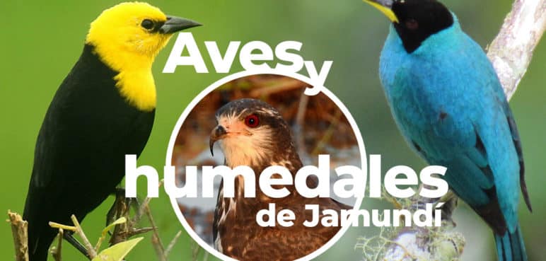 Aves y humedales de Jamundí conservación y desarrollo local sostenible