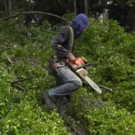 Preocupación por tala ilegal de árboles en Cali