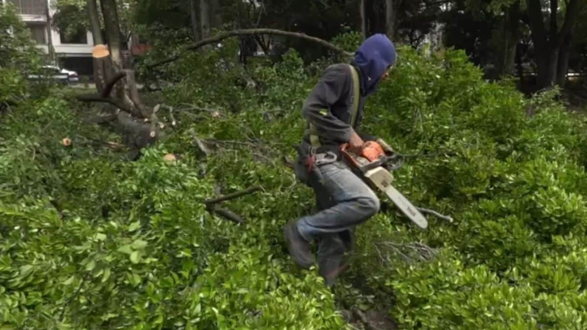 Preocupación por tala ilegal de árboles en Cali