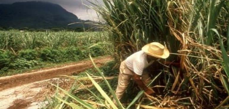 Incauca y Asocaña rechazan asesinato de dos trabajadores en el Cauca