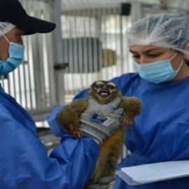 Se aplicarán sanciones por experimentos y maltratos hacia monos