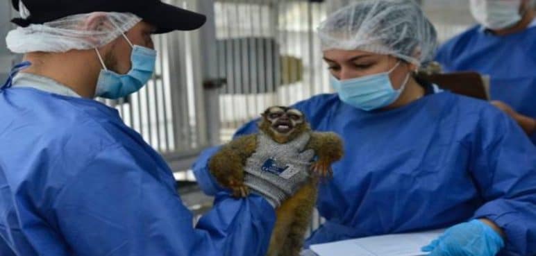 Se aplicarán sanciones por experimentos y maltratos hacia monos