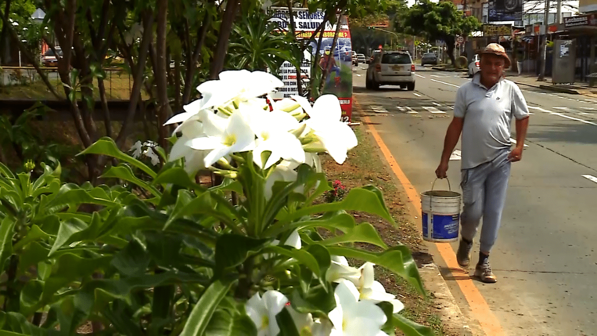 Las flores de la Pasoancho y el jardinero que siembra un mensaje de amor