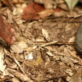 Alerta por minas antipersona en ruta migrante del Tapón del Darién