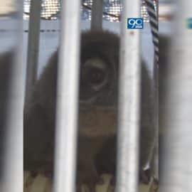 Así se recuperan más de 100 primates que fueron rescatados por la CVC