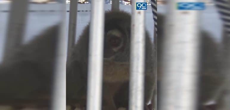 Así se recuperan más de 100 primates que fueron rescatados por la CVC