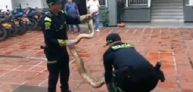 Autoridades rescataron a boa constrictor en una casa en el sur de Cali