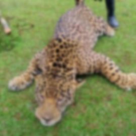 Indignación por asesinato de un jaguar en el departamento del Putumayo