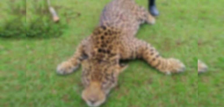 Indignación por asesinato de un jaguar en el departamento del Putumayo