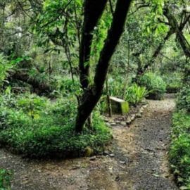 Jardín Botánico: La nueva atracción turística abrirá sus puertas a mitad de año