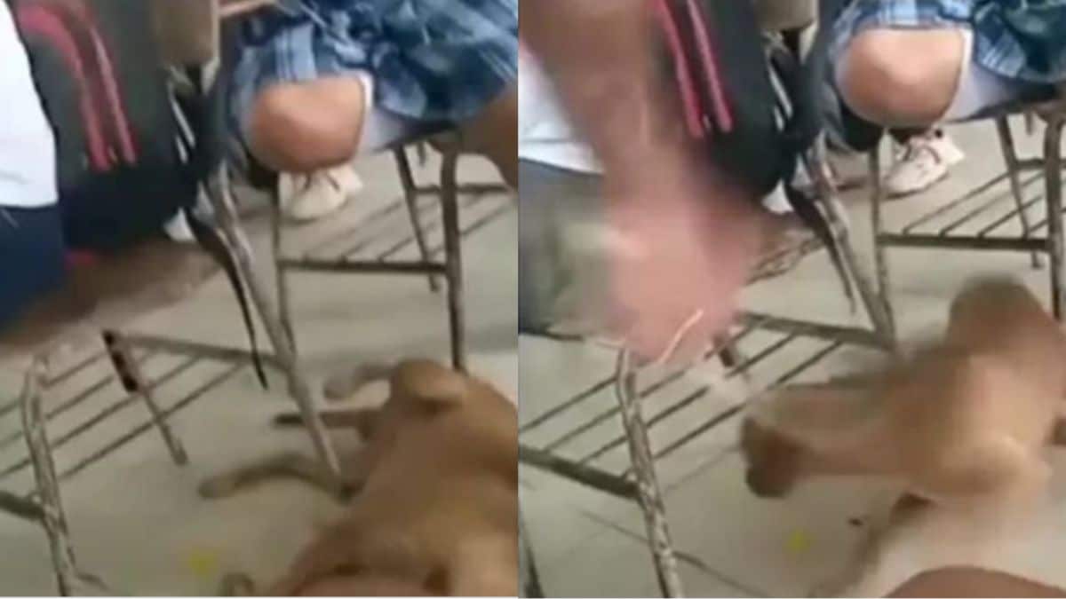 "No le vaya a pegar, profe": Nuevo caso de maltrato animal en colegio de Córdoba