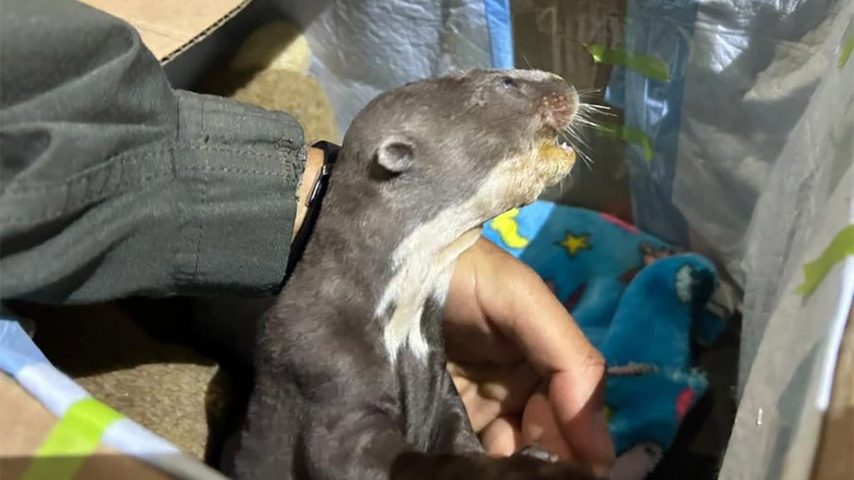 Conozca a Kirpa, la nutria 'milagro' rescatada y recuperada por el Zoológico de Cali