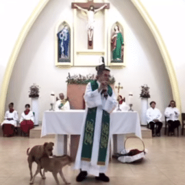 Video: Graciosa reacción de cura al ver a dos perros apareándose en plena misa