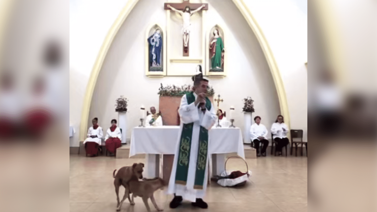 Video: Graciosa reacción de cura al ver a dos perros apareándose en plena misa