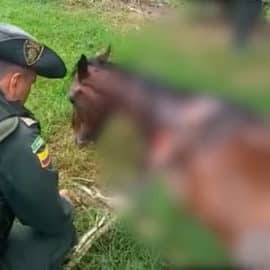 Murió 'Muñeco', el caballo que era sometido a crueldad en Candelaria