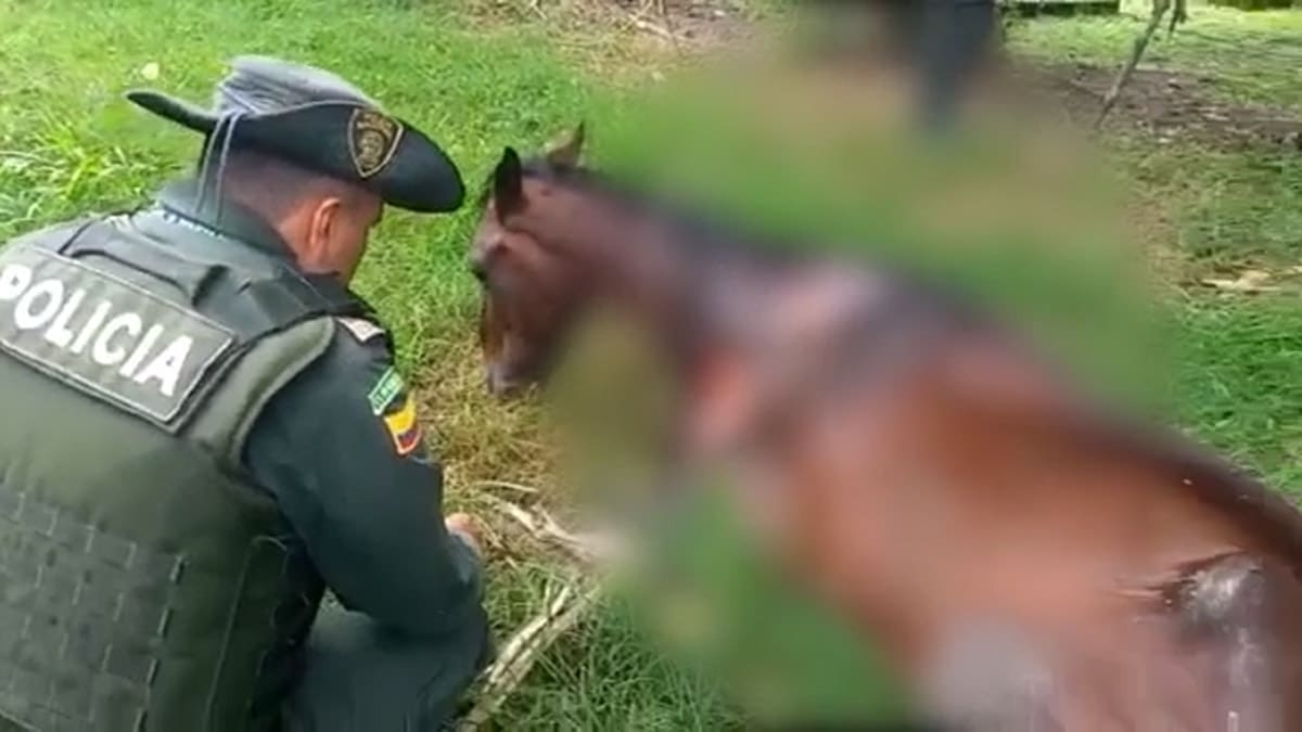 Murió 'Muñeco', el caballo que era sometido a crueldad en Candelaria