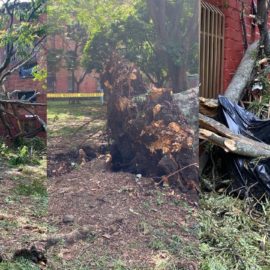 Un gran árbol cayó sobre 10 apartamentos tras las fuertes lluvias en Cali