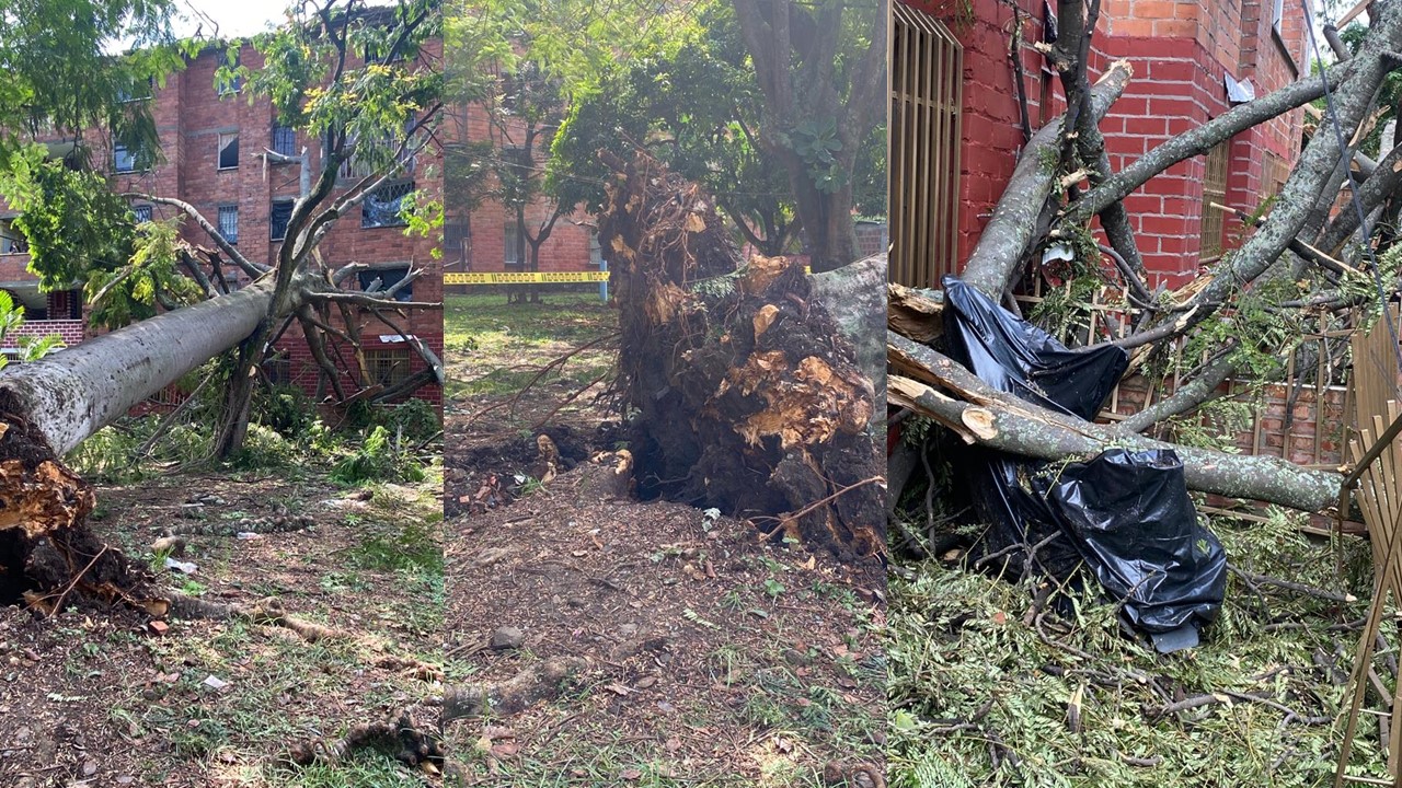Un gran árbol cayó sobre 10 apartamentos tras las fuertes lluvias en Cali