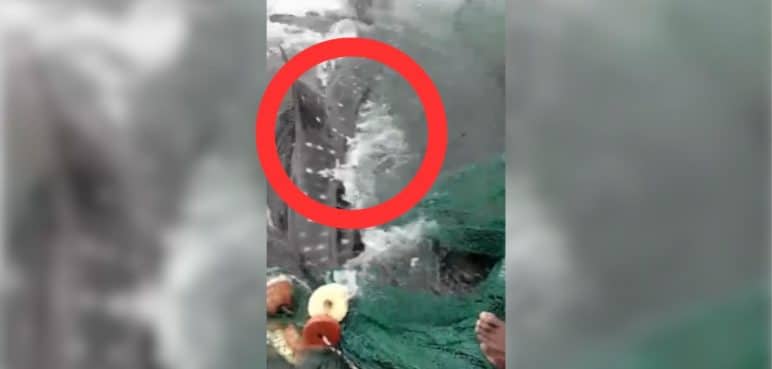 Video: El pez más grande del mundo fue devuelto al mar en Buenaventura