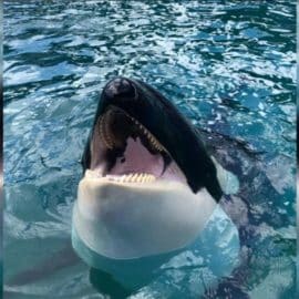 La orca 'Lolita' será liberada tras 50 años en cautiverio
