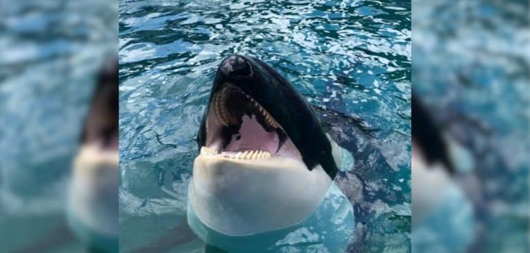 La orca 'Lolita' será liberada tras 50 años en cautiverio