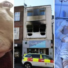 Un perro murió luego de salvar a su dueño de un incendio