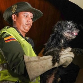 ¡Indignante! Rescatan a mascotas maltratadas en una vivienda en el norte de Cali