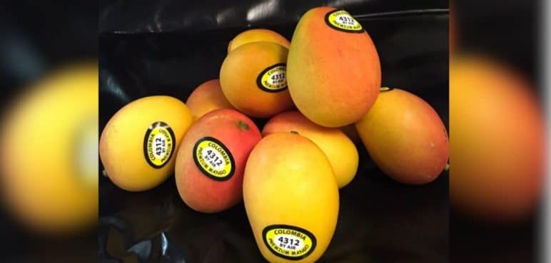 Colfrutta: Primera empresa colombiana que exportó mango de azúcar a EE UU