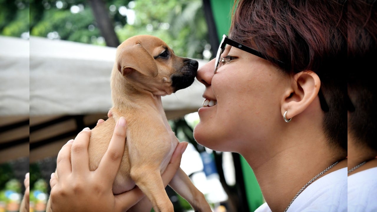 En imágenes: Así se vivió la jornada de adopción en el Parque del Perro