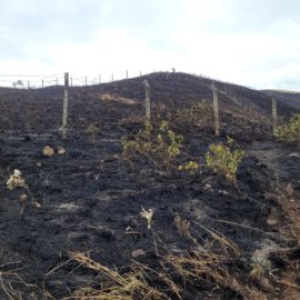 Más de 20 hectáreas fueron consumidas por fuerte incendio en Cali