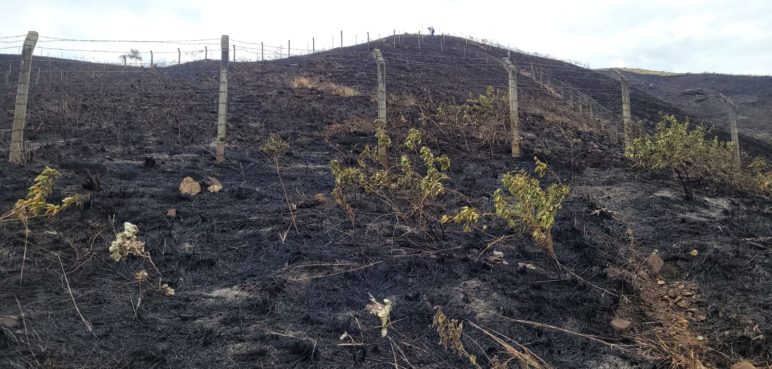 Incendios forestales no cesan en Cali: Denuncie a pirómanos o invasores