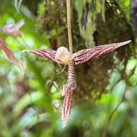 Galería: Nueva especie de orquídea miniatura es descubierta en Buenaventura