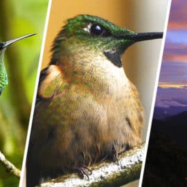 Valle del Cauca: Territorio de Aves, Cantos y Colores