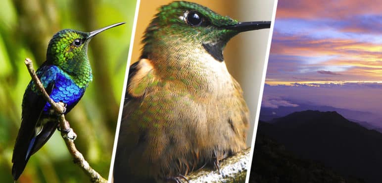 Valle del Cauca: Territorio de Aves, Cantos y Colores