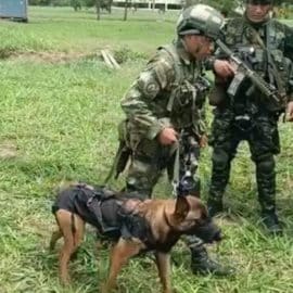 Ulises: El perrito que también halló pistas de los cuatro niños perdidos en la selva de Guaviare