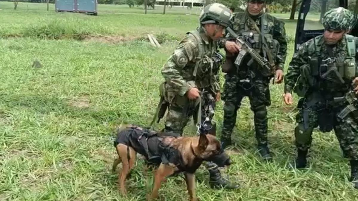 Ulises: El perrito que también halló pistas de los cuatro niños perdidos en la selva de Guaviare