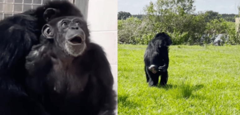 Video: Chimpancé vio por primera vez el sol y su reacción enterneció a la gente