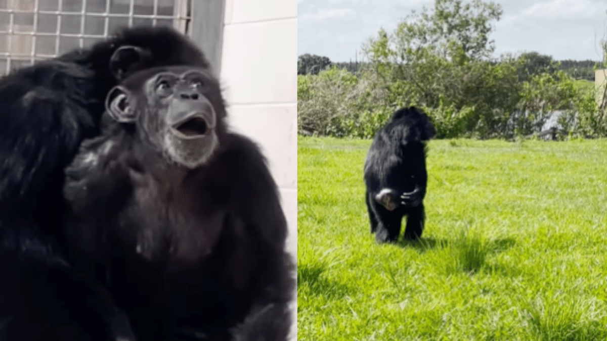 Video: Chimpancé vio por primera vez el sol y su reacción enterneció a la gente