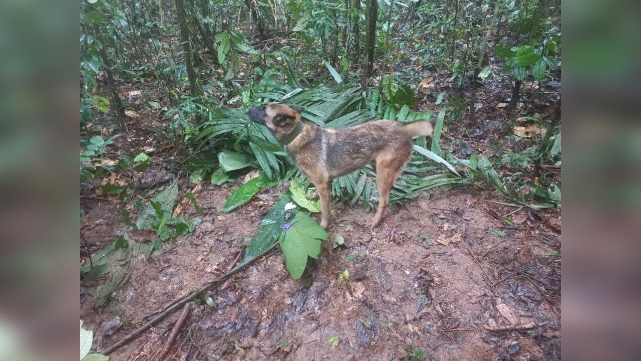 ¿Y Wilson? El perro que buscaba a niños desaparecidos se extravió en la selva