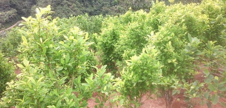 EE.UU lucha contra el fentanilo: Cultivos de coca en Colombia no serán monitoreados