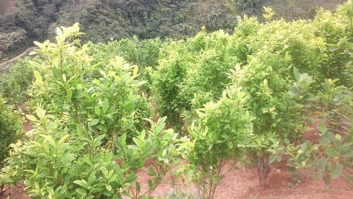EE.UU lucha contra el fentanilo: Cultivos de coca en Colombia no serán monitoreados