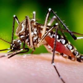 Conozca qué barrios serán fumigados para evitar contagio por dengue