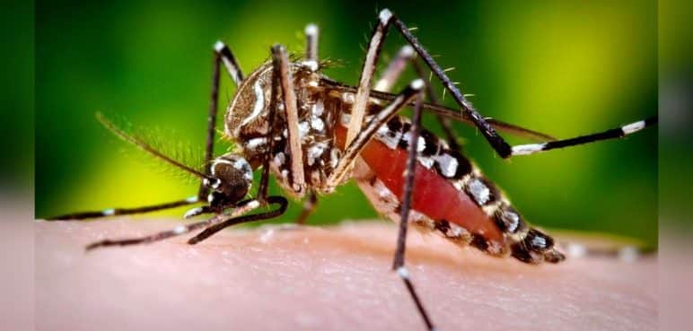 Conozca qué barrios serán fumigados para evitar contagio por dengue