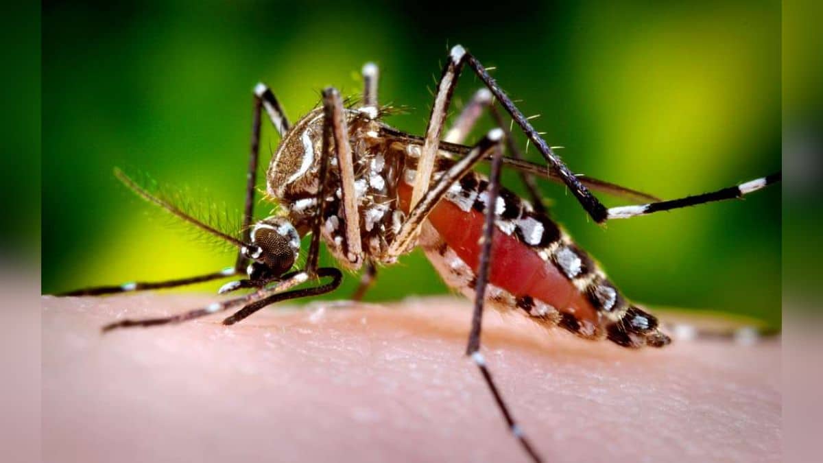conozca-que-barrios-seran-fumigados-para-evitar-contagio-por-dengue-25-07-2023