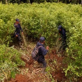 Agricultores del Catatumbo recibirían cerca de un salario mínimo por erradicar cultivos ilícitos