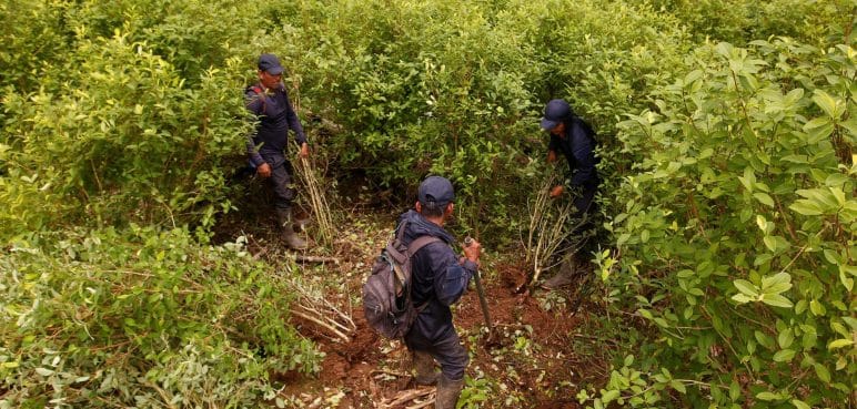 Agricultores del Catatumbo recibirían cerca de un salario mínimo por erradicar cultivos ilícitos