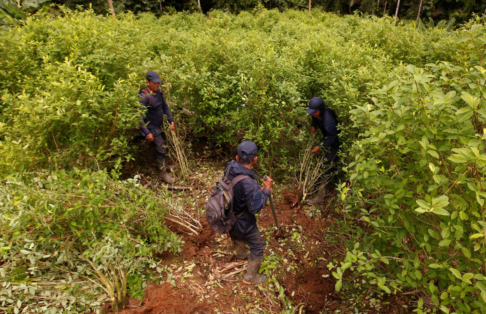 Agricultores del Catatumbo recibirían cerca de un salario mínimo por erradicar cultivos ilícitos