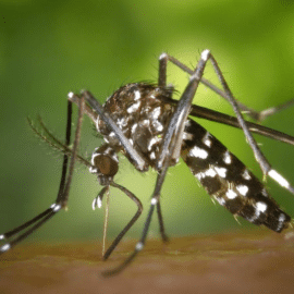 Autoridades en alerta: Aumenta el número de casos de dengue en el Valle del Cauca