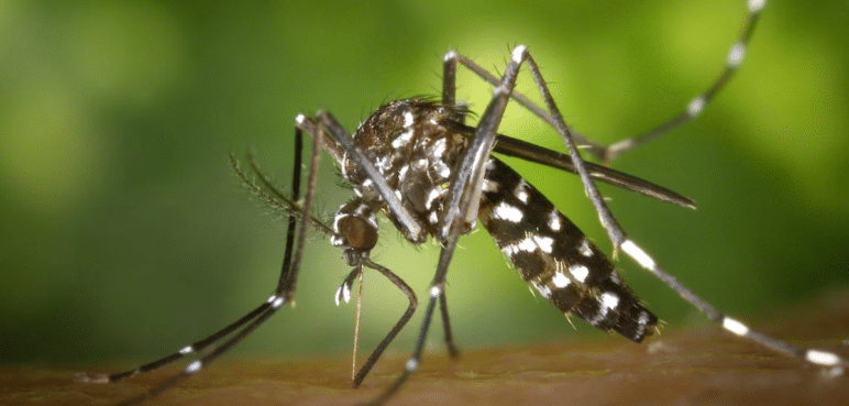 OMS lanza alerta por dengue: Aumenta la propagación por la ola de calor